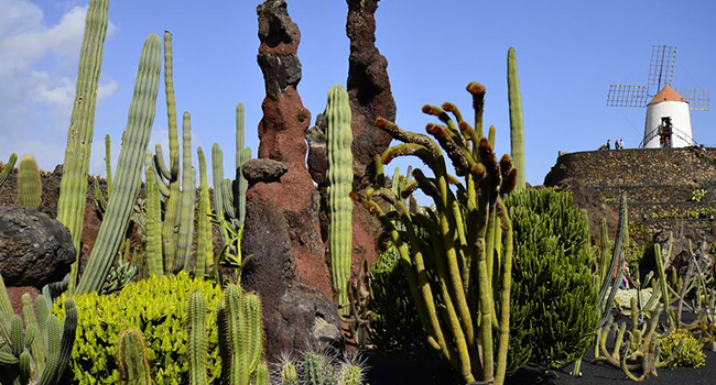 Jardin Cactus - Lanzarote