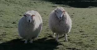 ovejas asesinas nueva zelanda